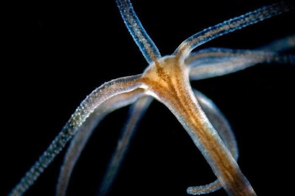 Kraken darknet marketplace